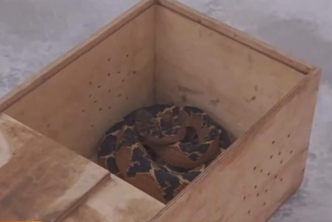 Cobra Pico de Jaca encontrada em Alta Floresta vai para o RJ