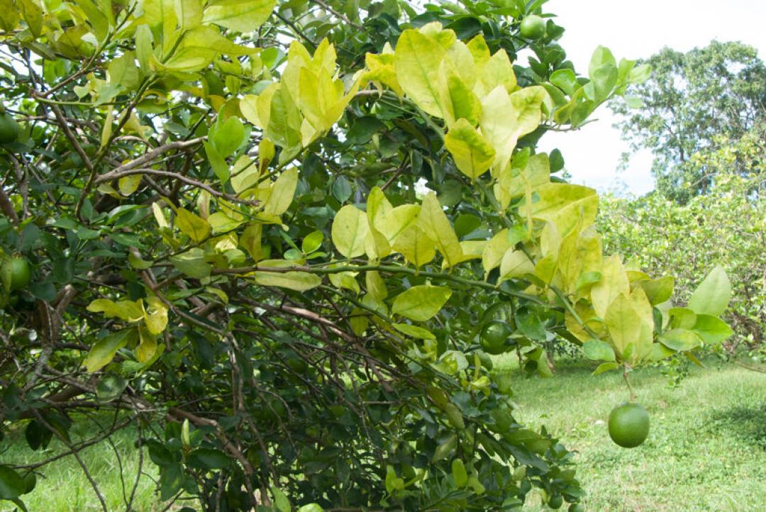 Mulher denuncia envenenamento de pomar em chácara