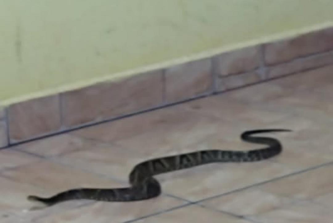 Cobra 