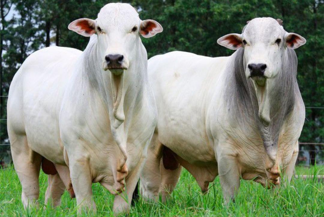 Preço da arroba do boi gordo sobe quase 0,8% em Mato Grosso
