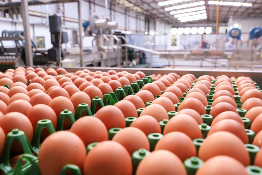 Exportações de ovos mantêm alta de 5,8% em novembro
