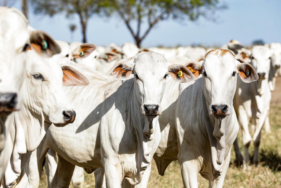 Estado de MT lidera mais uma vez o confinamento bovino no Brasil